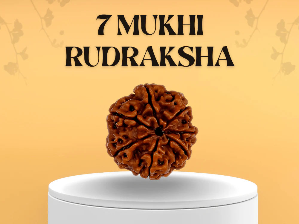 7 Mukhi Rudraksha (Nepali)