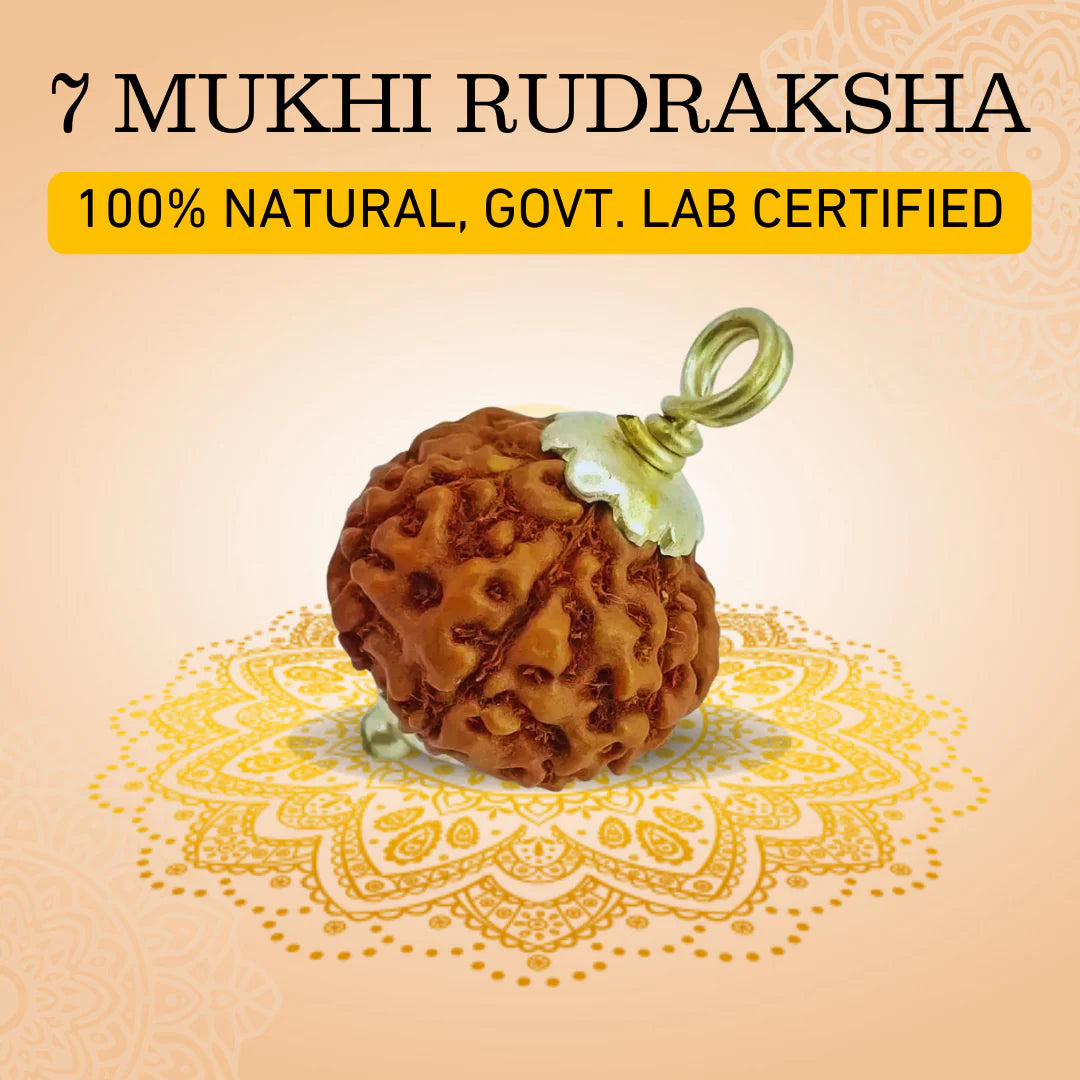 7 Mukhi Rudraksha (Nepali)